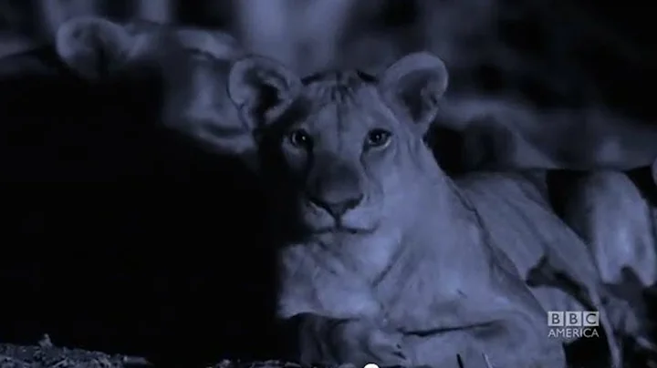 Hardest Part of Making PLANET EARTH  - Inside Look EXTREME PREDATORS