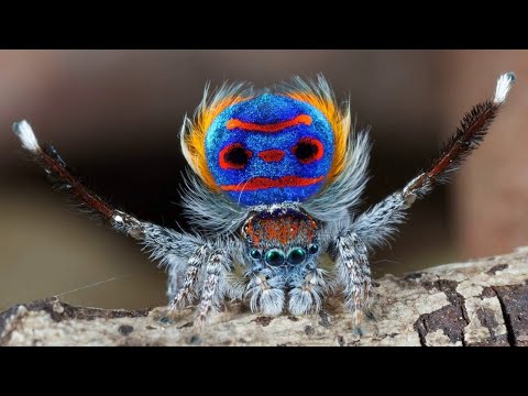 10 Insects with Incredible Beauty