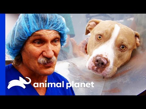 healthy pets and animal