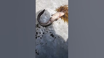 Tưởng là rác, ai ngờ cá ngát to quá trời #causantv #fishing #shorts