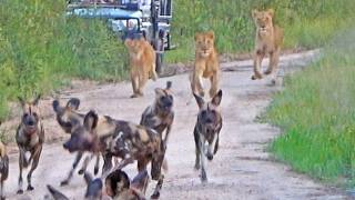 Wild Dogs Instantly Regret Running Into a Pride of Lions