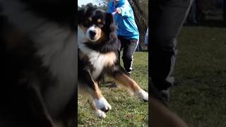 Leinenaggression Bei Hundebegegnungen An Der Leine