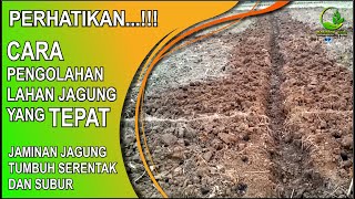 TEKNIK PENGOLAHAN LAHAN JAGUNG