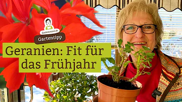 Wie schneidet man Geranien im Frühjahr zurück?