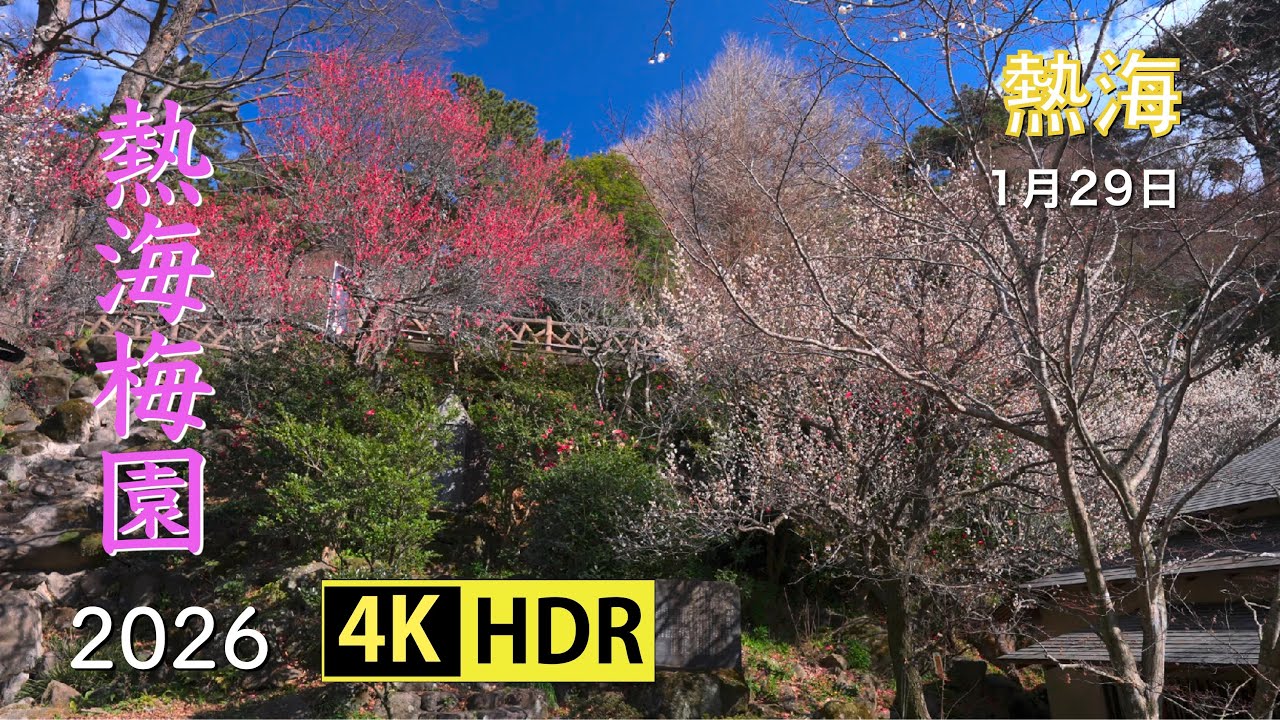 2026 熱海梅園(4K-HDR) Atami Ume Blossoms Garden(UHD-HDR)