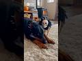 Wake up Prank!Dog's Reaction is So Cute #shorts