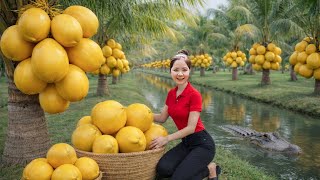 Harvesting 1000kg Of Golden Coconuts By A Forgotten Stream  Cooking Traditional Dishes