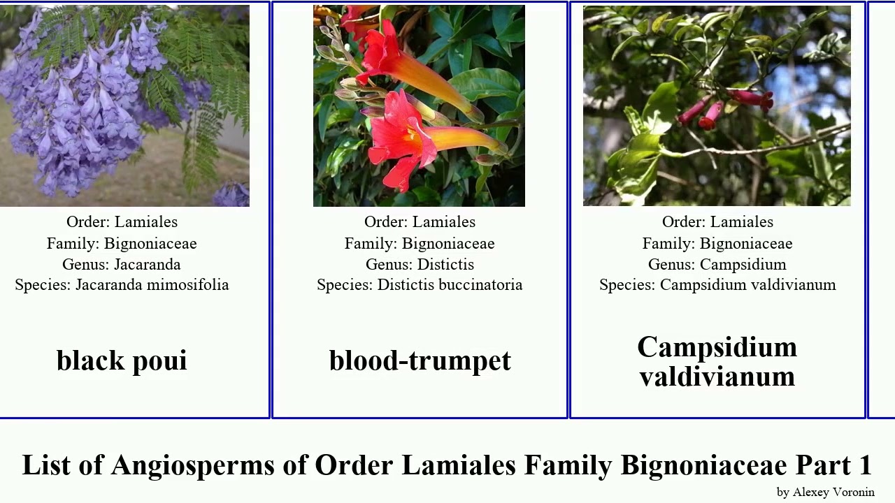 List of Angiosperms of Order Lamiales Family Bignoniaceae Part 1 anemopaegma amphilophium catalpa