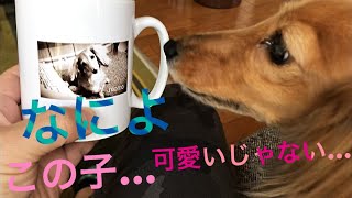 ミニチュアダックスフンド モモのマグカップ作りました(´∀｀)