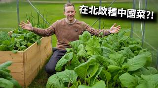 北欧艰难种出红菜苔，外国人却这样吃红菜苔?! - How I grow Chinese vegetables in Europe!