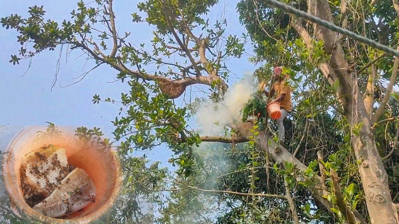 पेड़ से छत्ते की कटाई || Harvesting Honeycomb from Tree || Destruction of Honey in Traditional Way