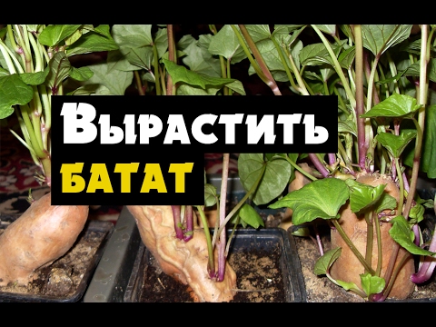 http://i.ytimg.com/vi/ip7pkp3xlqs/0.jpg