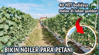 LUAR BIASA, KERJA KERAS WARGA TRANSMIGRASI KALIMANTAN BERTANI DI LAHAN RAWA MELON TUMBUH SUBUR