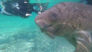 Swim With the Manatees in Crystal River - Call Manatee Expeditions Today