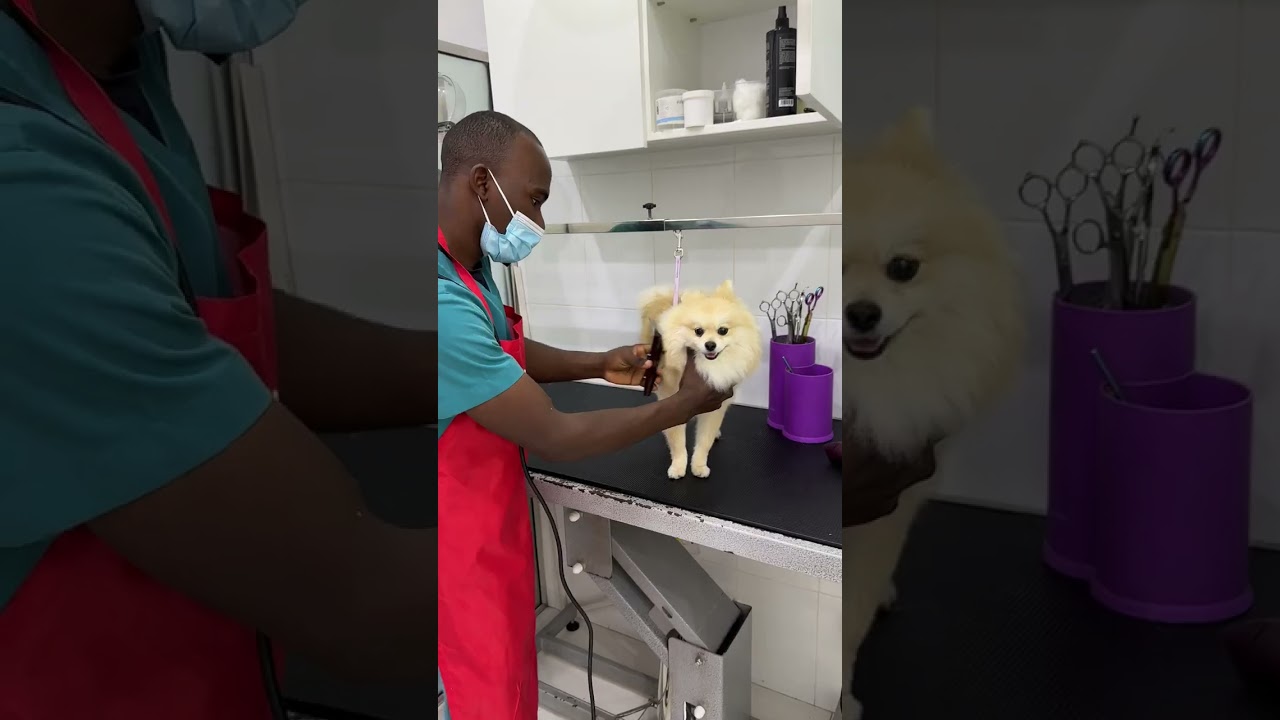 Pets Grooming shop in Khalidia - Well trained and expert staff also very friendly