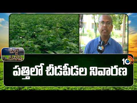 Prevent Pests Control In Cotton | పత్తిలో చీడపీడల నివారణ | Matti Manishi | 10TV News