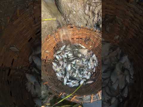 Village Unique Fishing Technique #shorts