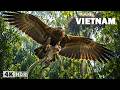 WILD VIETNAM | The Battle for Survival in Nature’s Harshest Realm | Nature Animal Documentary