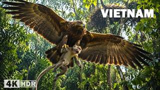 WILD VIETNAM | The Battle for Survival in Nature’s Harshest Realm | Nature Animal Documentary