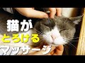 【保護猫】猫が喜ぶマッサージ方法！部位別に適切なテクニックを紹介！