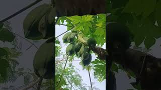 Buah pepaya #dj #masukberanda #beranda