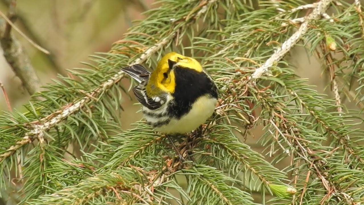 Black-throated Green Warbler 