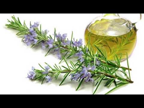 Мой розмарин Мой розмарин