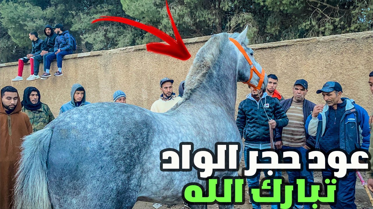 سوق الثلاثاء الخميسات الحمد لله كاين ما يتشاف من الخييول الجميلة اليوم تحدي فالمحرك مكملش الله يصاوب