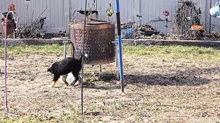 Gracie Marie 10 Weeks Old Border Collie