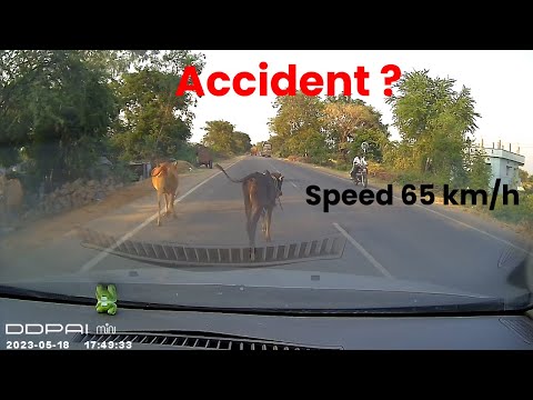 I almost killed a cow and a calf. This is why a dashcam is important. #cow, #accident, #dashcamera