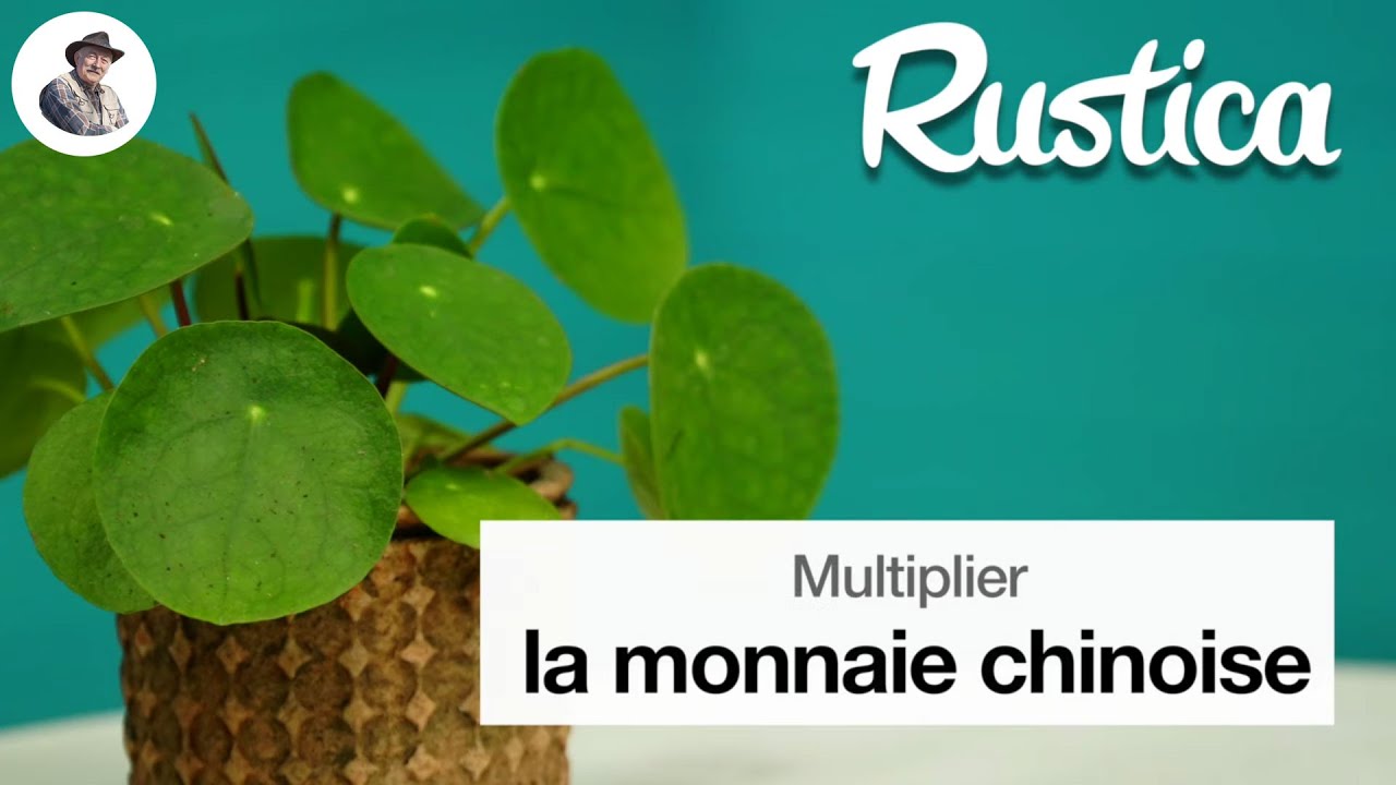 Cultiver et multiplier la monnaie chinoise