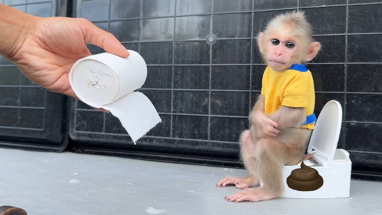 OMG! baby monkey Xuka has gotten used to using her own toilet!