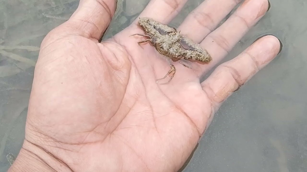 ghost crab or alien crab🦀
