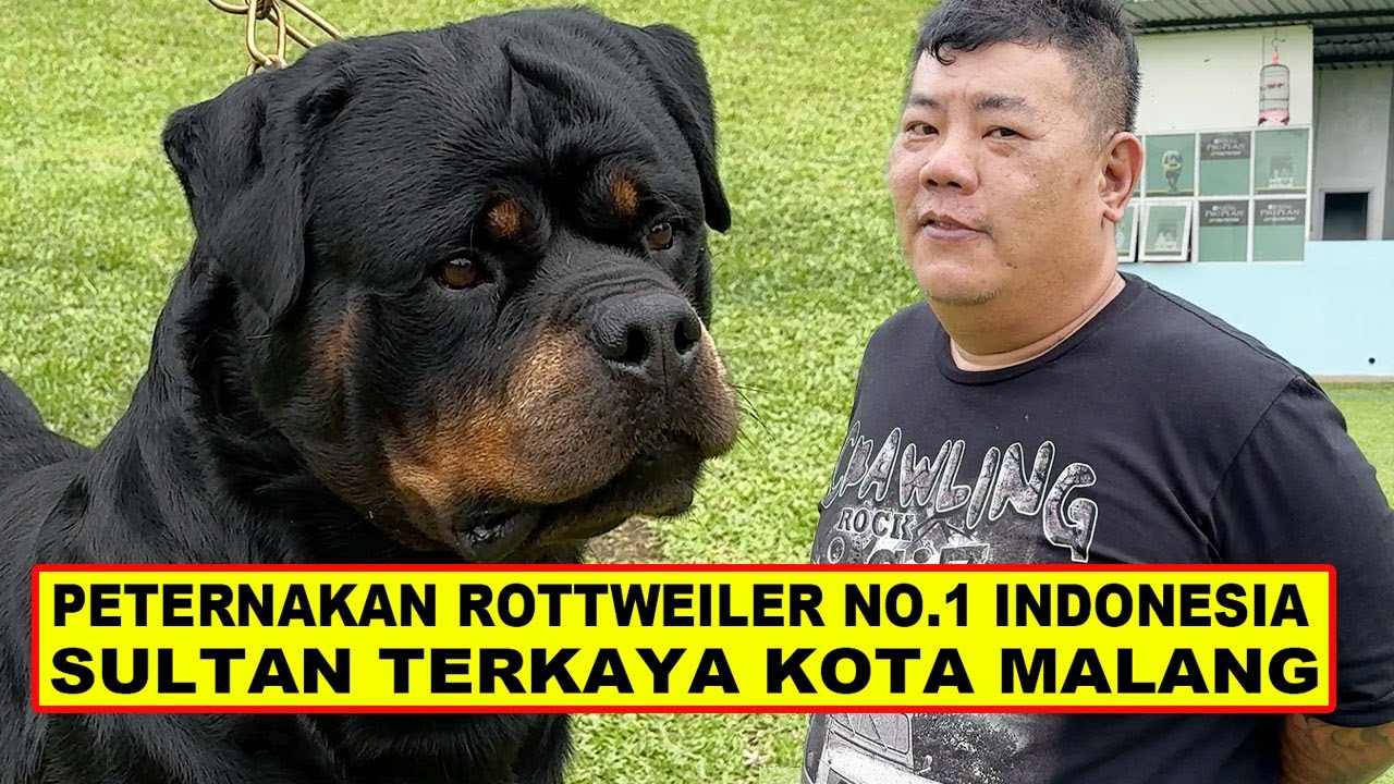 Grebek Peternakan Anjing, Sultan Terkaya Di Kota Malang - Rottweiler Von Den Bosch Kennel - VDB