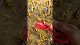 JBL Party Speaker vs Water 💦 Waterproof Bass Test 🔥 #shorts