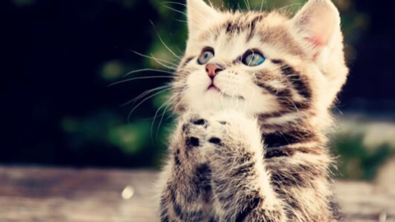 癒し 癒される可愛い猫の画像集 Cuteanimalstube