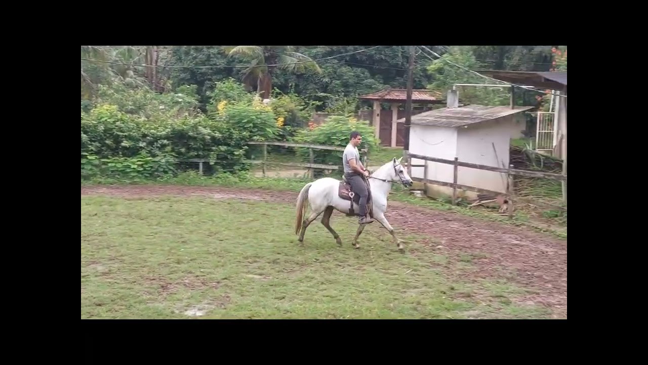 XAVANTE DO PORTO DA ROÇA Mangalarga Marchador venda de coberturas