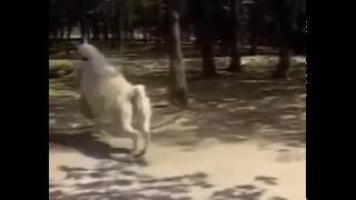 Alpaca Chasing - 驼羊 追来啦