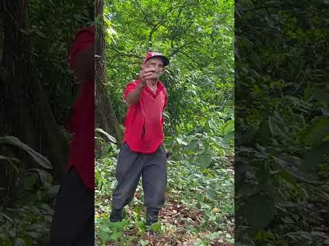 El poder del sobaco de un agricultor