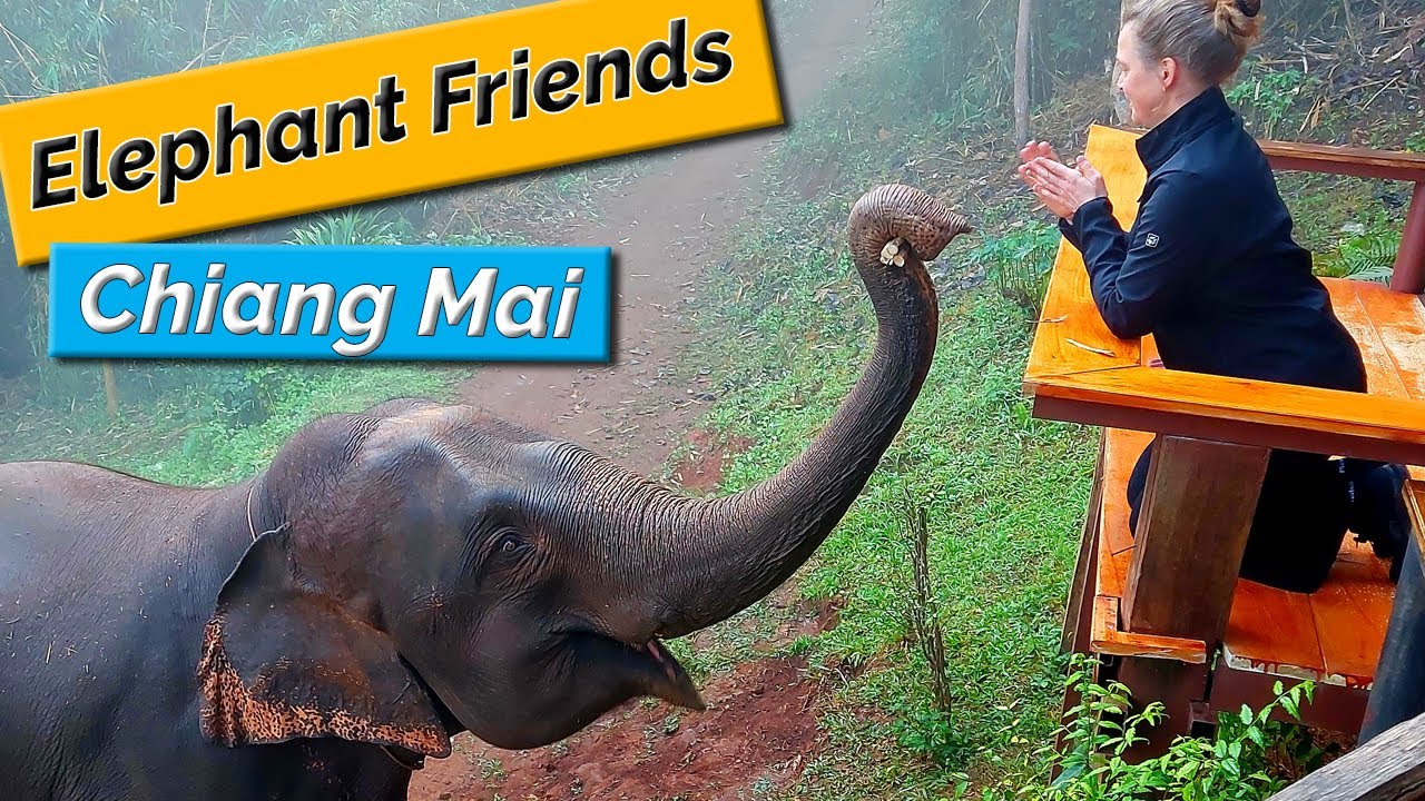 Elephant friends