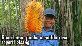 Buah hutan rasanya seperti pisang, kami menemukan buah buahan liar, buah peusar dan buah woromoro