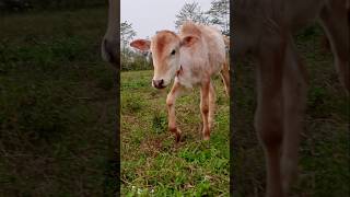 😍Cute Baby Cow💞part-58 #shorts #shortsfeed #hanuman  #youtubeshorts #cow #animals #love #nandifamily