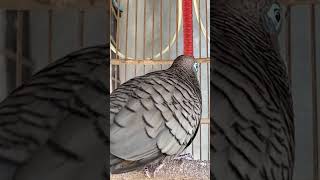 Suara burung merpati sangat istimewa, 100% otomatis #shorts