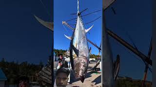 Tuna Fish इतनी हिलती क्यों है?😳🐠#shorts​ #animals​ #facts #viral #fishtales #instafish #fishlovers