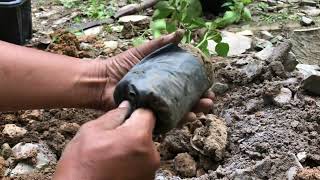 Action Planting Orange Smile Around Home With Land Compost Ash .