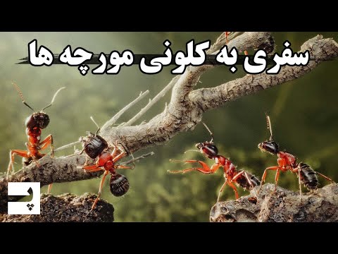 تصویری: آیا مورچه های مخملی خطرناک هستند؟