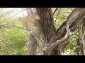 Leopard Cub Gets Too Close To Game Vehicle