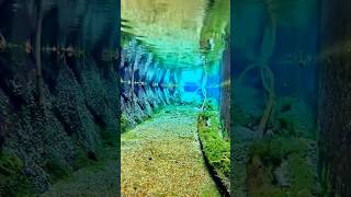 Ye Hai Japan Ki Nali Omg