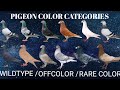 Colors of pigeon