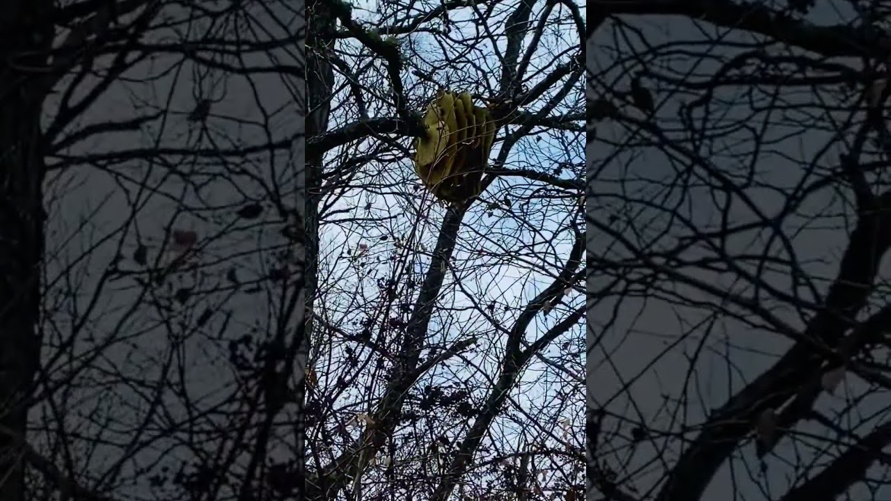 Wild Beehive Monthly Update- January